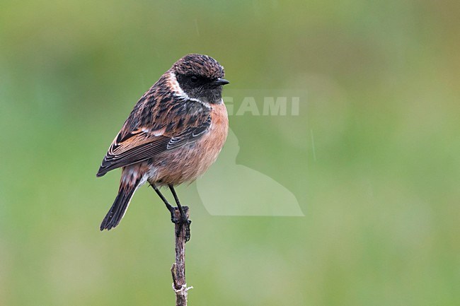 Winterkleed Roodborsttapuit; European Stonechat winterplumage stock-image by Agami/Daniele Occhiato,