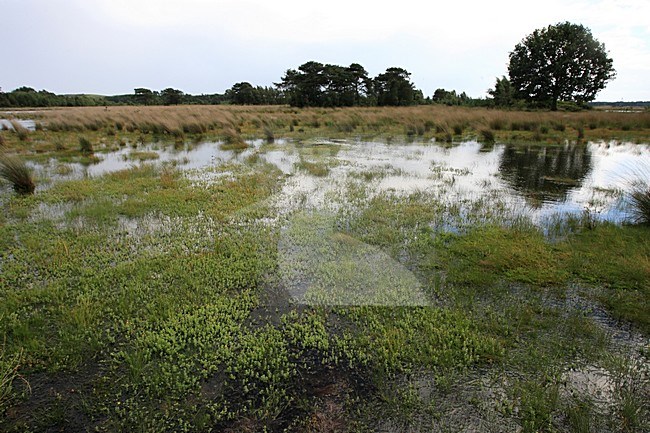 Moeras, Marsh stock-image by Agami/Jacques van der Neut,