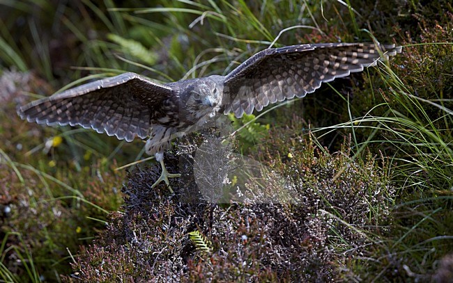 Smelleken landend in struik, Merlin landing in bushes stock-image by Agami/Markus Varesvuo,