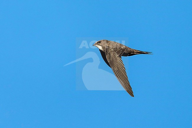 Alpine Swift (Tachymarptis melba) flying agains blue sky in Switzerland. stock-image by Agami/Marcel Burkhardt,