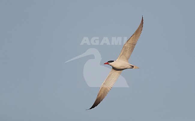 Adult Caspian Tern (Hydroprogne caspia) in flight at Ishøj Strand in Denmark. stock-image by Agami/Helge Sorensen,