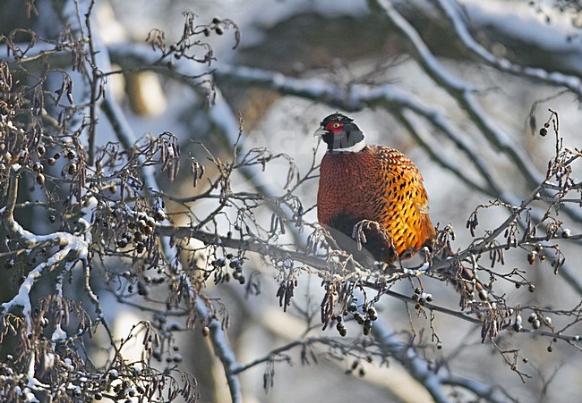 Fazant in de sneeuw; Common Pheasant in winter stock-image by Agami/Markus Varesvuo,