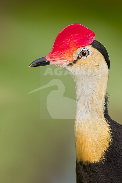 Comb-crested Jacana (irediparra gallinacea) feeding at pond in Papua New Guinea stock-image by Agami/Dubi Shapiro,