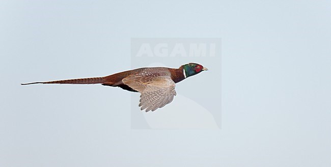 Vliegend mannetje Fazant, Flying male Common Pheasant. stock-image by Agami/Ran Schols,