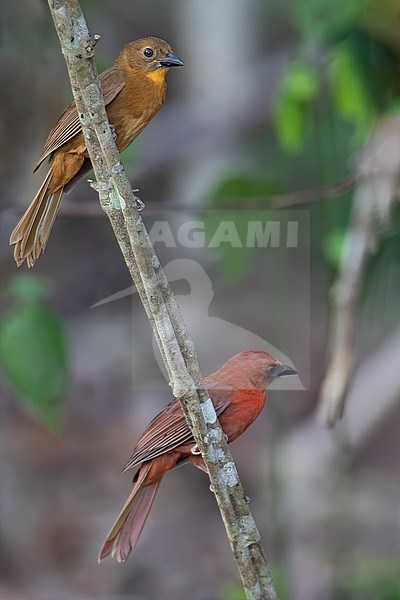 Male and female (top) Red-throated Ant Tanager (Habia fuscicauda) perched on a branch in a rainforest in Guatemala. stock-image by Agami/Dubi Shapiro,