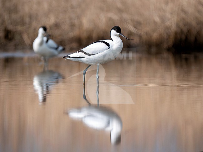 Pied Avocet, Recurvirostra avosetta reflected in the water in early spring stock-image by Agami/Hans Germeraad,