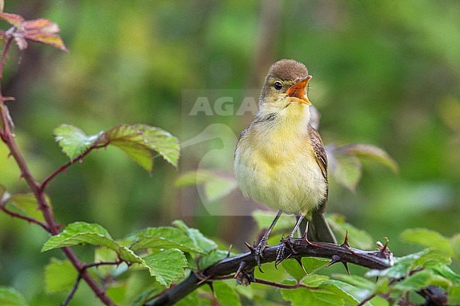 Melodious Warbler (Hippolais polyglotta) perched on a branch and singing stock-image by Agami/Daniele Occhiato,