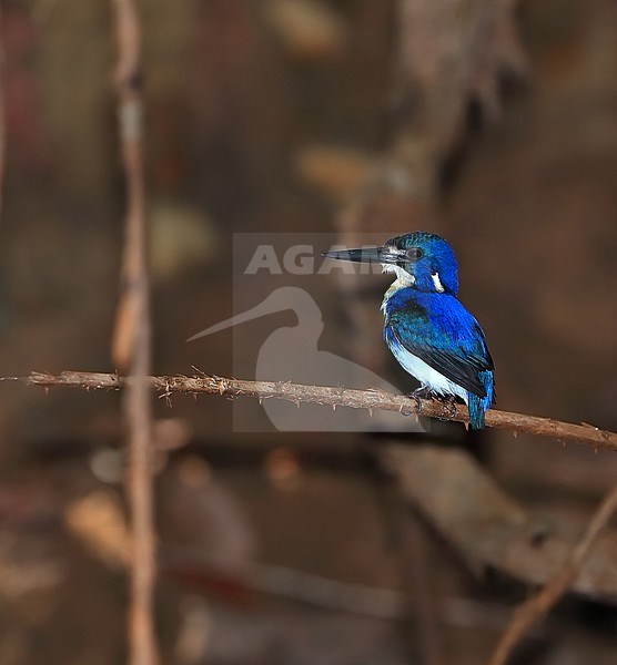 Little Kingfisher, Ceyx pusillus, at Daintree - Queensland - Australia. stock-image by Agami/Aurélien Audevard,