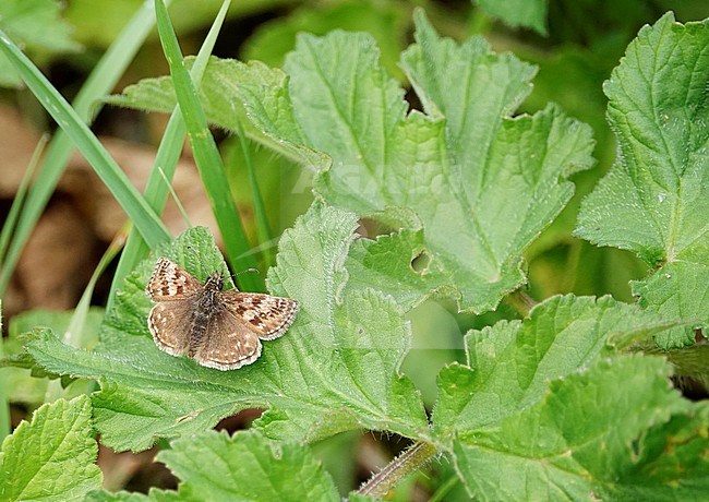 Dingy Skipper (Erynnis tages), Martin Down, Hampshire, UK. stock-image by Agami/Steve Gantlett,