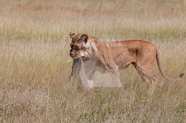 A lioness, Panthera leo, carrying a freshly killed warthog. Samburu Game Reserve, Kenya. stock-image by Agami/Sergio Pitamitz,