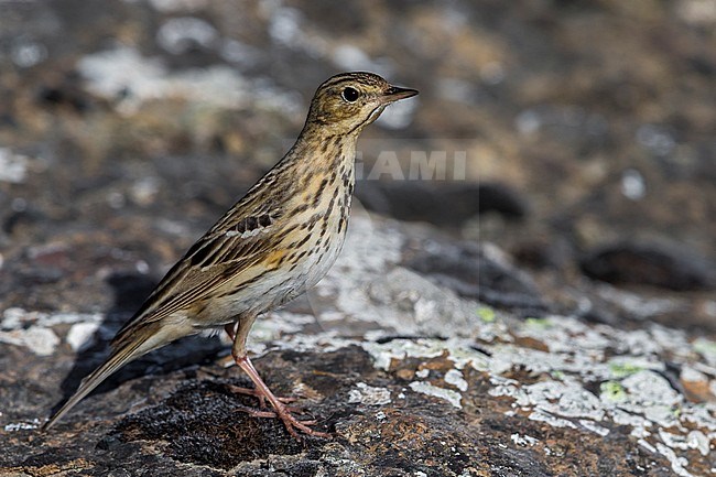 Boompieper, Tree Pipit stock-image by Agami/Daniele Occhiato,