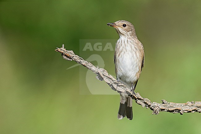  stock-image by Agami/Alain Ghignone,