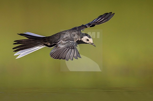 Pied Wagtail, Motacilla yarrelli, in Italy. stock-image by Agami/Daniele Occhiato,