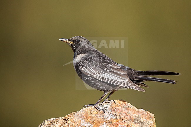 Ring Ouzel, Beflijster, Turdus torquatus alpestris stock-image by Agami/Oscar Díez,