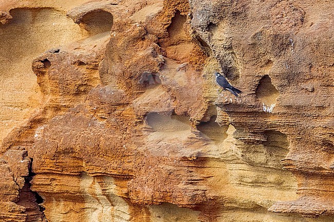 Light morph female Eleonora's Falcon perched on SalÃ© cliffs near Raba, Morocco. stock-image by Agami/Vincent Legrand,