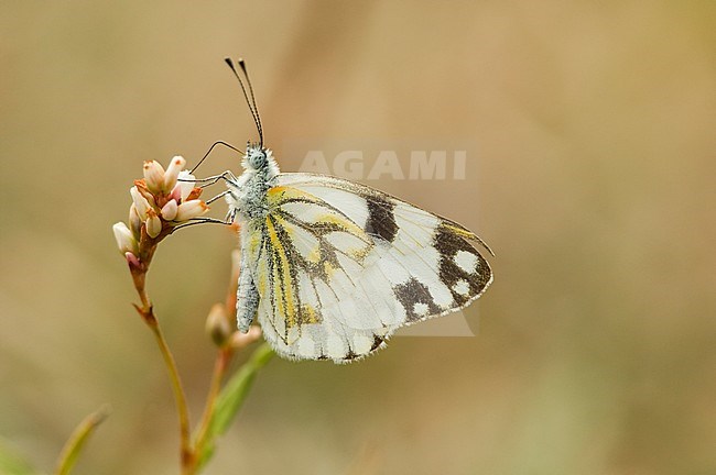 Meadow White (Pontia helice) stock-image by Agami/Wil Leurs,