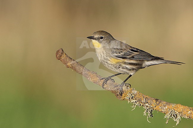 Adult non-breeding
Santa Barbara Co., CA
November 2021 stock-image by Agami/Brian E Small,