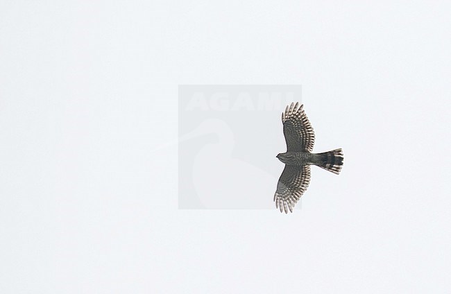 Besra (Tachyspiza virgata) in China. In flight, seen from below. stock-image by Agami/Pete Morris,