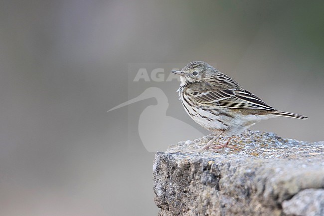 Meadow Pipit, Graspieper, Anthus pratensis, Spain stock-image by Agami/Ralph Martin,