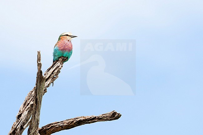 Lilac-breasted roller (Coracias caudatus) perched on branch in Kenya. stock-image by Agami/Caroline Piek,