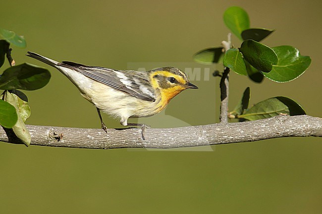 Adult female
Galveston Co., TX
April 2014 stock-image by Agami/Brian E Small,