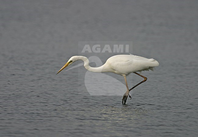 Foeragerende Grote Zilverreiger; Foraging Great Egret stock-image by Agami/Reint Jakob Schut,