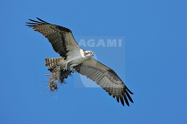 Adult American Osprey, Pandion haliaetus carolinensis
Pinellas Co., FL stock-image by Agami/Brian E Small,