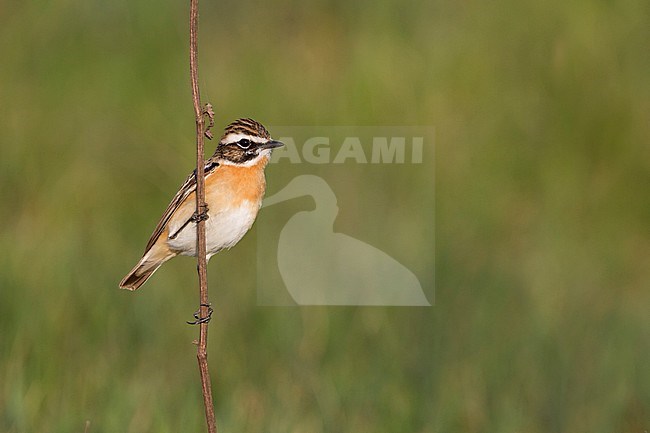 Whinchat (Saxicola rubetra), Poland, adult male stock-image by Agami/Ralph Martin,