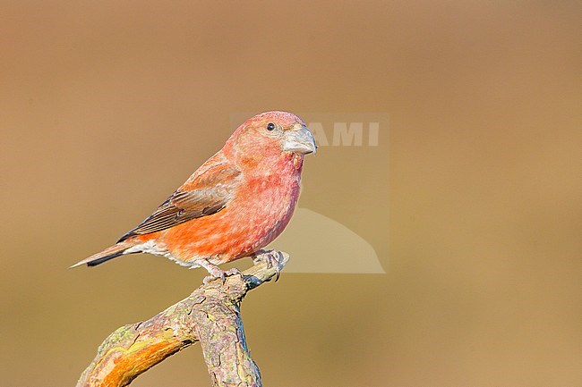 Adult male Parrot Crossbill (Loxia pytyopsittacus) perched on a twig. stock-image by Agami/Menno van Duijn,