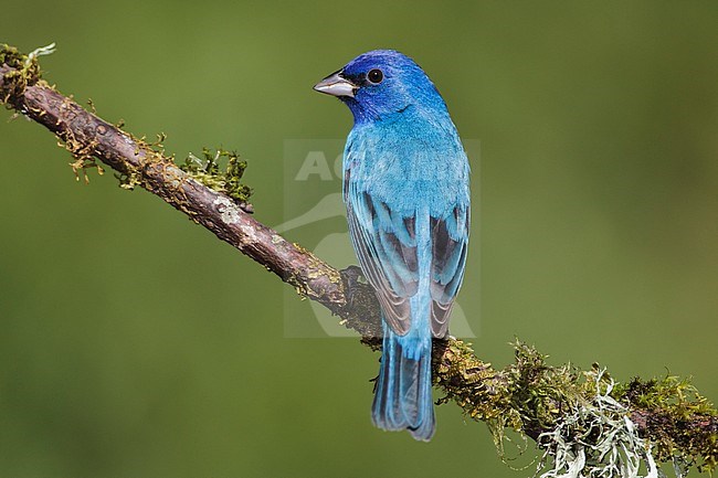 Adult male
Galveston Co., TX
April 2012 stock-image by Agami/Brian E Small,