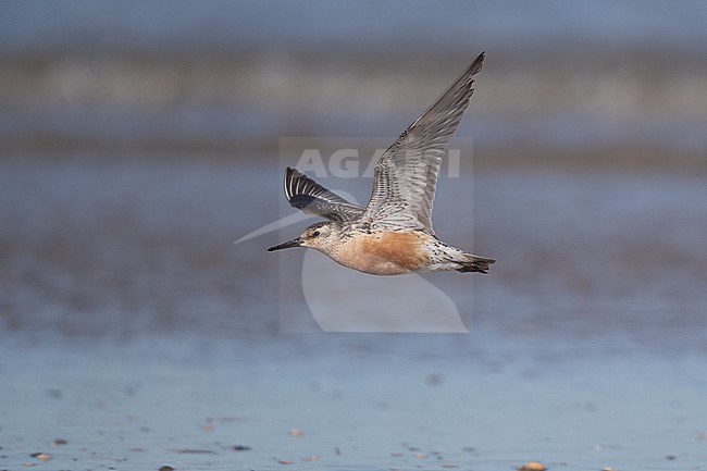 Red Knot (Calidris canutus) in flight at Blåvandshuk, Denmark stock-image by Agami/Helge Sorensen,