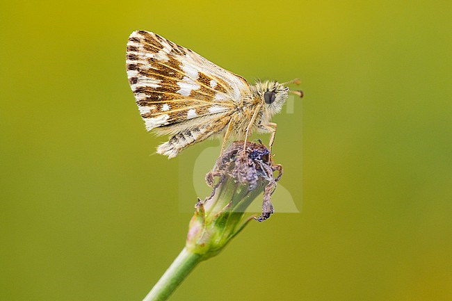 grizzled skipper, Pyrgus male, perched stock-image by Agami/Iolente Navarro,