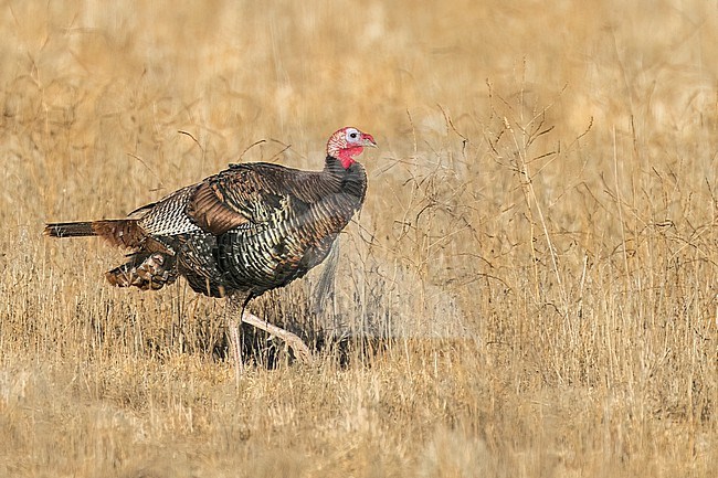 Adult male
Santa Barbara Co., CA
November 2022 stock-image by Agami/Brian E Small,