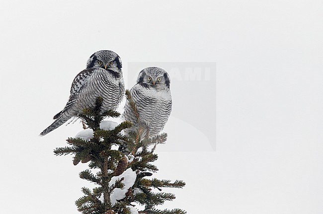 Hawk Owl (Surnia ulula) Kuusamo Finland February 2016 stock-image by Agami/Markus Varesvuo,