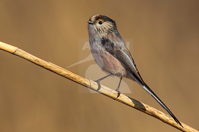 Italiaanse Staartmees, Italian Long-tailed Tit; stock-image by Agami/Daniele Occhiato,