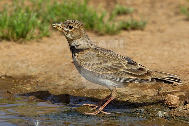 Kalanderleeuwerik drinkend; Calandra Lark drinking stock-image by Agami/Daniele Occhiato,