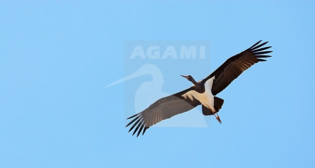 Juveniele Zwarte Ooievaar in de vlucht; Juvenile Black Stork in flight stock-image by Agami/Markus Varesvuo,