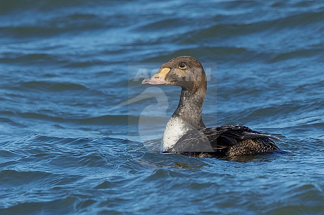 1st winter male King Eider (Somateria spectabilis)
Ocean Co., N.J.
March 2017 stock-image by Agami/Brian E Small,