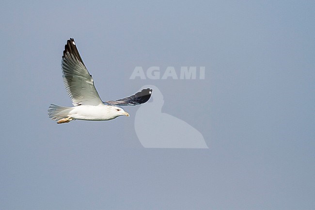 Heuglin's Gull - Tundramöwe - Larus heuglini, Oman, adult stock-image by Agami/Ralph Martin,