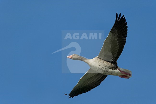 Grauwe Gans in de vlucht; Greylag Goose in flight stock-image by Agami/Markus Varesvuo,