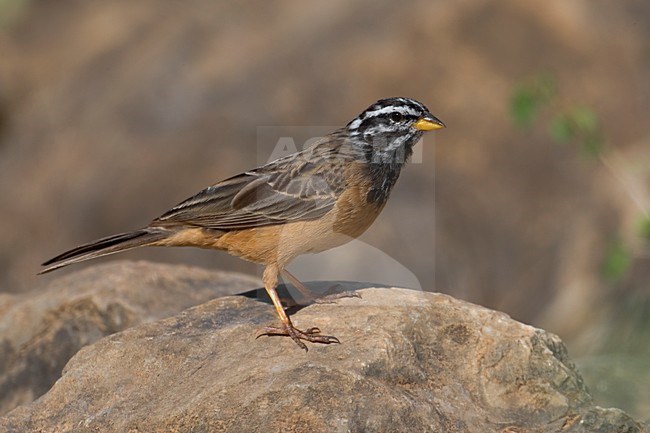 Berggors zittend op rots; Cinnamon-breasted Bunting perched on a rock stock-image by Agami/Daniele Occhiato,