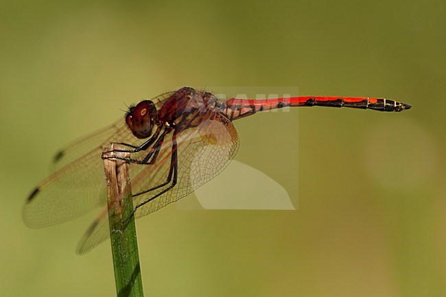 Mannetje Rode zonnewijzer, Male Trithemis arteriosa stock-image by Agami/Wil Leurs,