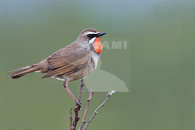 Siberian Rubythroat - Rubinkehlchen - Luscinia calliope, Russia (Ural), adult male stock-image by Agami/Ralph Martin,