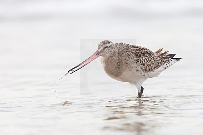 Eerste winter Rosse Grutto foeragerend op het strand; First winter Bar-tailed Godwit foraging on the beach stock-image by Agami/Arnold Meijer,