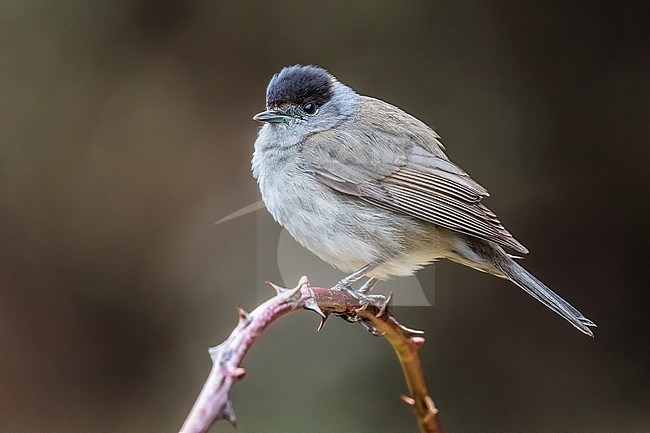 Eurasian Blackcap (Sylvia atricapilla) in Italy. Male perched on a twig. stock-image by Agami/Daniele Occhiato,