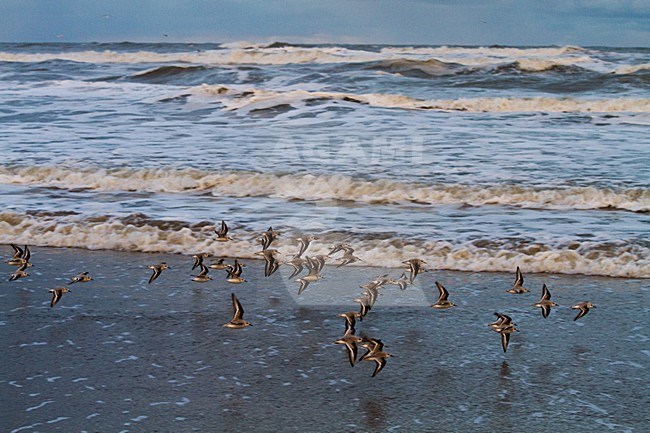 Drieteenstrandlopers in hun overwinteringsgebied; Sanderlings in their wintering habitat stock-image by Agami/Menno van Duijn,