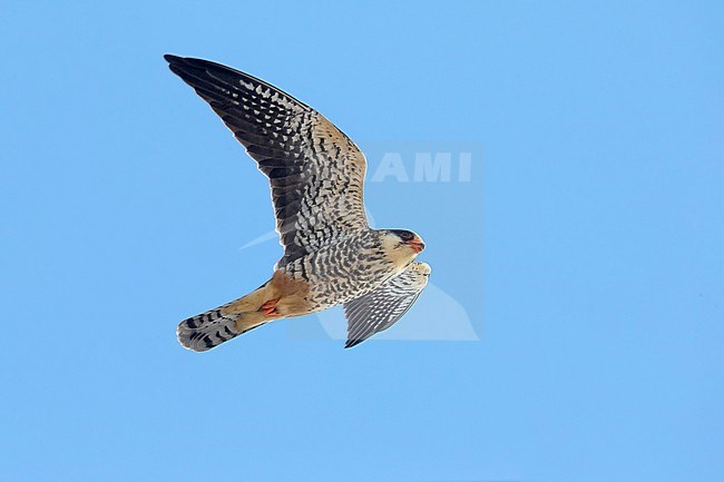 Onvolwassen Amoerroodpootvalk; Immature Amur Falcon stock-image by Agami/Daniele Occhiato,