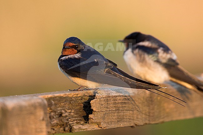 Barn Swallow - Rauchschwalbe - Hirundo rustica ssp. rustica, Hungary, adult female stock-image by Agami/Ralph Martin,