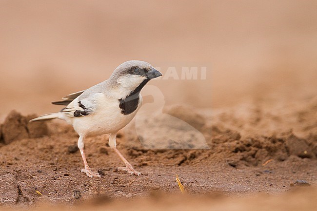 Desert Sparrow - WÃ¼stensperling - Passer simplex ssp. saharae, adult male, Morocco stock-image by Agami/Ralph Martin,