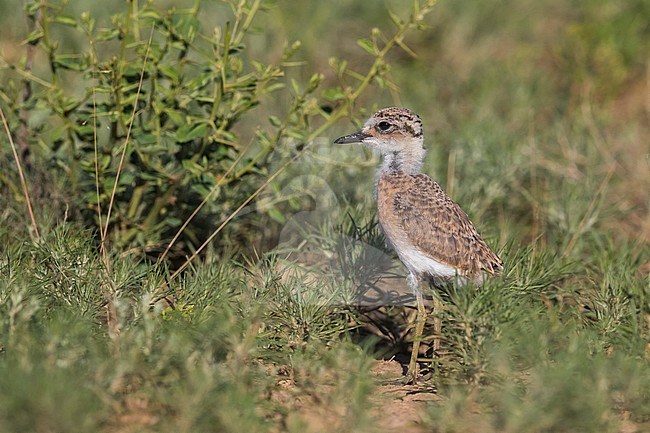 Woestijnplevier, Greater Sand Plover, Charadrius leschenaultii stock-image by Agami/Daniele Occhiato,